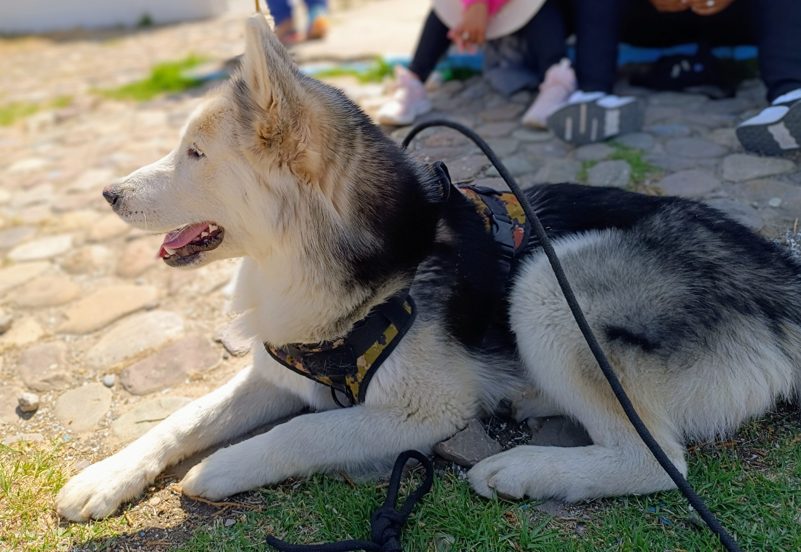 💜 Explora la Zona Guau y dale lo mejor a tu mejor amigo 🐾 Comodidad, diversión y bienestar para tu perro en un solo lugar.
