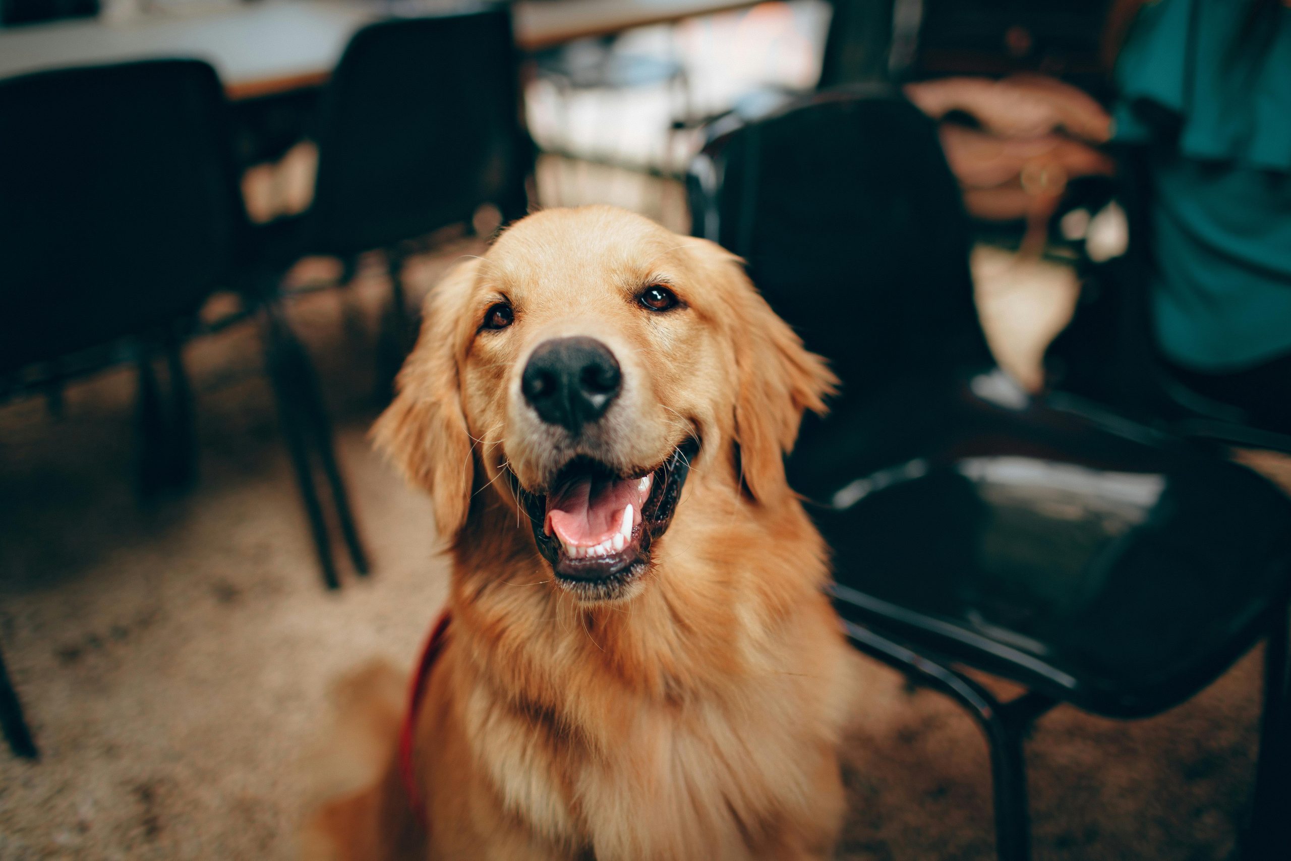 💜 Explora la Zona Guau y dale lo mejor a tu mejor amigo 🐾 Comodidad, diversión y bienestar para tu perro en un solo lugar.